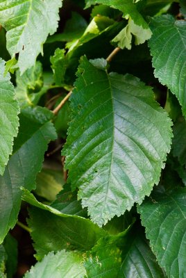 Ulmus glabra 'Pendula' - jilm horský - list